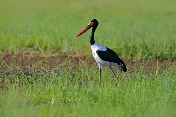 在自然界的栖息地里 有鞍嘴鹤 或叫鞍头鹤 大羚羊 非洲博茨瓦纳奥卡万戈三角洲的绿草中的鸟 大自然的野生动物场景 — 图库照片