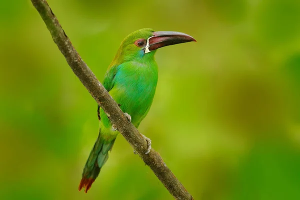 Ognisty Aracari Pteroglossus Frantzii Ptak Dużym Rachunkiem Tukan Siedzi Gałęzi — Zdjęcie stockowe