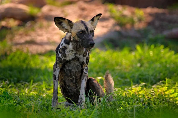 Chien Sauvage Africain Marchant Dans Herbe Verte Les Piscines Mana — Photo