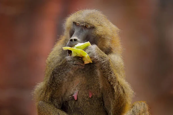 几内亚狒狒 帕皮奥木瓜 几内亚 塞内加尔和冈比亚的猴子 野生哺乳动物在自然界栖息地的细节 猴子在绿色的植被中吃水果 中部非洲的野生生物性质 — 图库照片