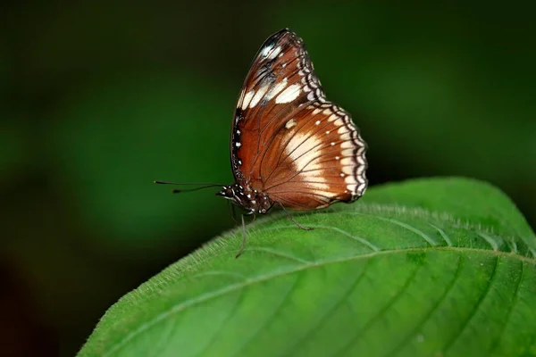 インドから黒と白の美しい蝶ブルーモルモン Papilio Polymnestorは 緑の葉に座っている 自然生息地の暗い熱帯林に昆虫 — ストック写真