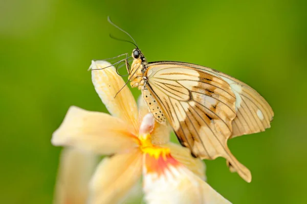 Africký Motýl Papilio Dordanus Sedí Bílé Žluté Orchideji Hmyz Temném — Stock fotografie