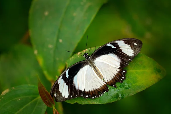 Papilio Dordanus Afrika Kırlangıç Kelebeği Yeşil Çiçek Yapraklarının Üzerinde Oturuyor — Stok fotoğraf