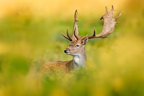 Cervo Daino Dama Dama Nella Foresta Autunnale Dyrehave Danimarca Animale — Foto Stock