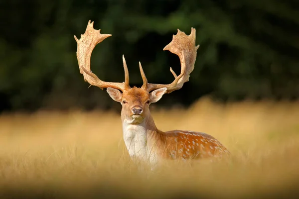 秋の森の鹿 デンマークのダイレーヴ 森の牧草地で動物 ヨーロッパの野生動物のシーン 森の植生の雄大な強力な大人 — ストック写真