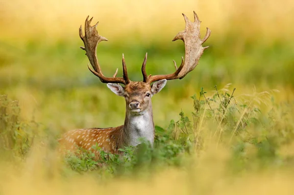 Fallow Deer Dama Dama Het Herfstbos Dyrehave Denemarken Dier Bosweide — Stockfoto