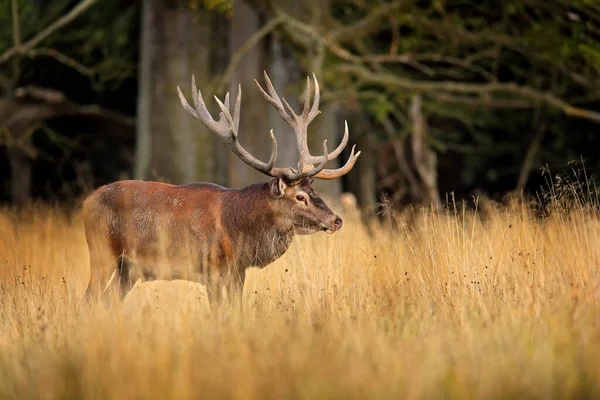 Veado Vermelho Majestoso Poderoso Animal Adulto Fora Floresta Outono Grande — Fotografia de Stock