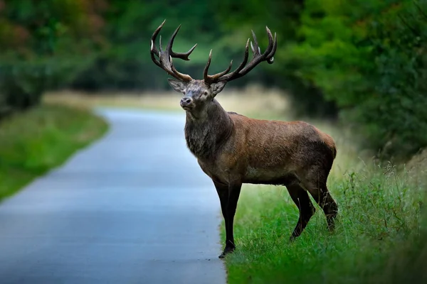 秋の森の外アスファルトTarmac道路上の赤い鹿のスタッグ 雄大な強力な大人の動物 デンマークの自然林に生息する大型動物 自然からの野生動物のシーン — ストック写真