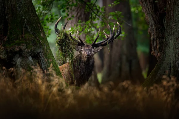 Red Deer Stag Majestic Powerful Adult Animal Autumn Forest Big — Stock Photo, Image