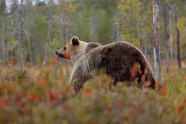 自然の中での出会いを閉じます 黄色の森の中でクマ 動物と秋の木 美しい茶色のクマ湖の周りを歩くと 秋の色 ロシアの自然からの野生動物のシーン — ストック写真