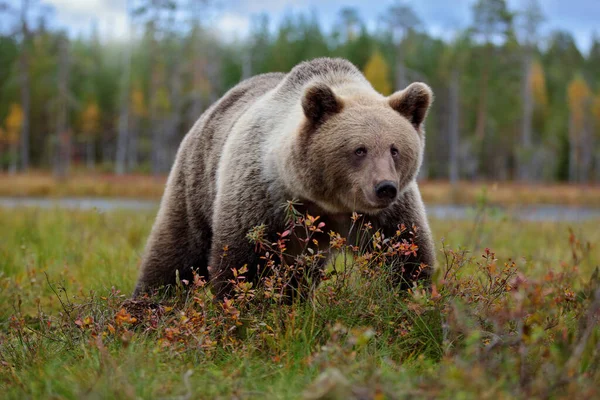 Oso Encuentro Cercano Naturaleza Oso Pardo Bosque Amarillo Árboles Otoño —  Fotos de Stock