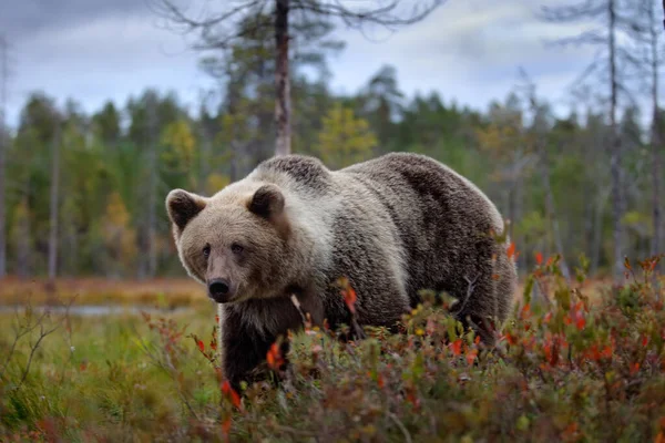 Urso Feche Encontro Natureza Urso Castanho Floresta Amarela Árvores Outono — Fotografia de Stock