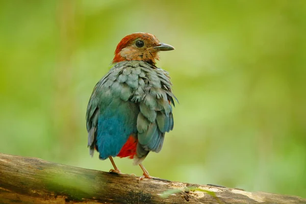 緑の熱帯林の枝に座っている赤い腹のPitta Pitta Erythroghaster 美しいジャングルの釣り 自然からの野生動物のシーン Tangkoko国立公園 スラウェシ島 インドネシア — ストック写真