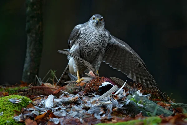 Comportamiento Los Pájaros Escena Vida Silvestre Naturaleza Goshawk Con Faisán —  Fotos de Stock