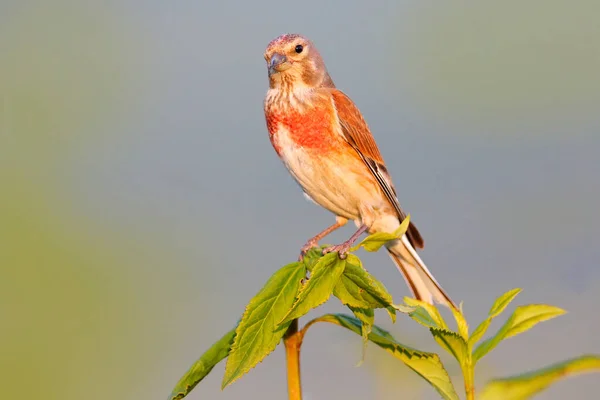 Carduelis Cannabinam Common Linnet Dans Habitat Naturel Oiseau Brun Tête — Photo