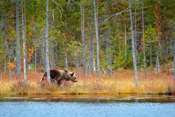 黄色の森の中に隠れてクマ 熊と秋の木 美しい茶色のクマ湖の周りを歩くと 秋の色 生息地での大きな危険動物 ロシアの自然からの野生動物のシーン — ストック写真