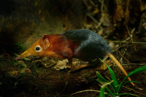 Černý Rufous Slon Shrew Rhynchocyon Petersi Malé Roztomilé Zvířátko Dlouhou — Stock fotografie