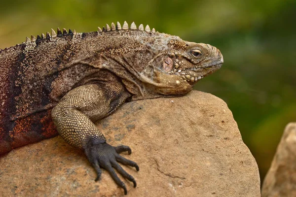 Κουβανέζικος Βράχος Ιγκουάνα Cyclura Nubila Σαύρα Στην Πέτρα Στο Φυσικό — Φωτογραφία Αρχείου