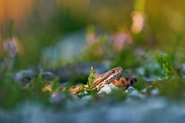 Vipera Berus Vipera Europea Bellissimo Serpente Nell Habitat Naturale Vipera — Foto Stock