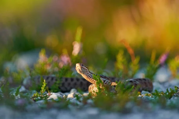 Vipera Berus Víbora Europeia Bela Cobra Habitat Natural Viper Com — Fotografia de Stock