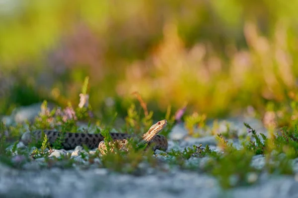 Vipera Berus Europeisk Huggorm Vacker Orm Naturmiljön Huggorm Med Kvällsljus — Stockfoto