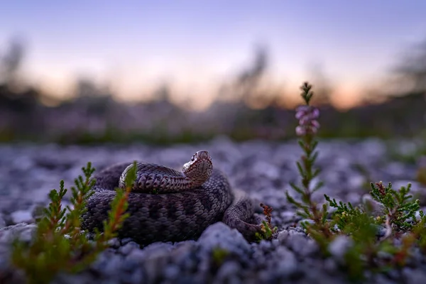 自然の生息地でVipera Berus ヨーロッパの追加 美しいヘビ ヒーター工場で夜の光を持つバイパー 赤目のヘビ チェコ共和国のブラディ山 ヨーロッパ — ストック写真