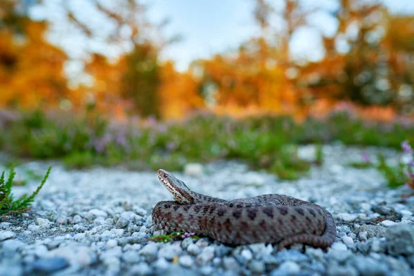 Vipera Berus Kreuzotter Wunderschöne Schlange Natürlichen Lebensraum Viper Mit Abendlicht — Stockfoto