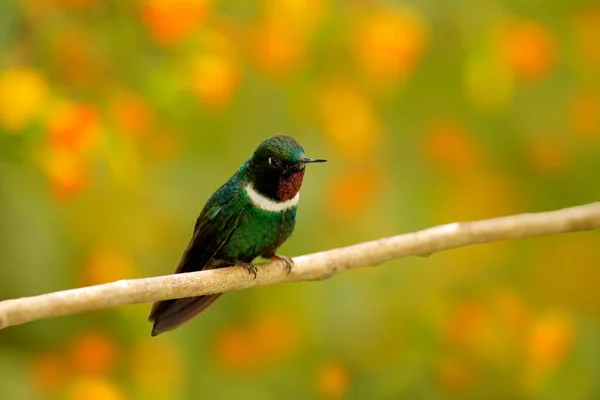 Gorgeted Sunangel Heliangelus Strophianus Colibrí Del Bosque Mindo Bellavista Ecuador — Foto de Stock