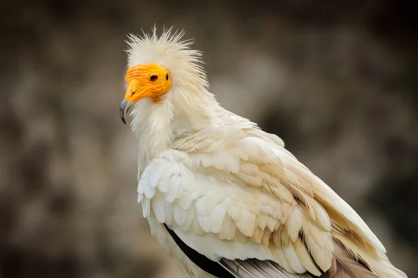 Egyptische Gier Close Detail Neophron Percnopterus Grote Roofvogel Zittend Steen — Stockfoto