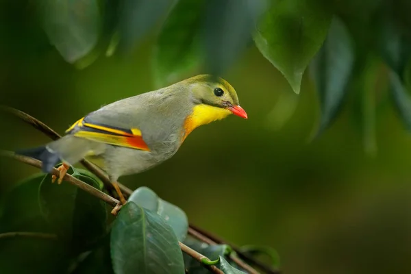 Kırmızı Gagalı Leiothrix Leiothrix Lutea Güney Çin Himalayalar Dan Nadir — Stok fotoğraf