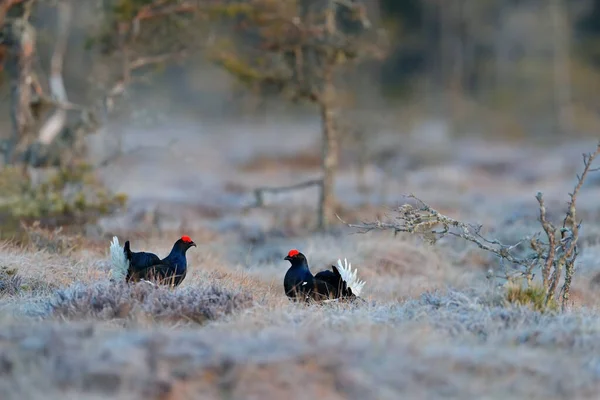 Sveç Yaban Hayatı Çam Ağacında Siyah Orman Tavuğu Güzel Kuş — Stok fotoğraf