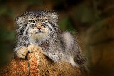 Pallas 'ın kedisi ya da Manul, Otocolobus manul, Asya' dan tatlı vahşi kedi. Doğadan vahşi yaşam sahnesi. Doğa habitatındaki hayvanlar. Manul Hocky dağ habitatında taşın üzerinde oturuyor..
