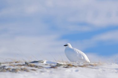 Beyaz Kaya Ptarmigan, Lagopus mutus, karda oturan beyaz kuş, Norveç. Soğuk kış, Avrupa 'nın kuzeyinde. Karda vahşi yaşam sahnesi. Beyaz yaşam alanına gizlenmiş beyaz kuş.
