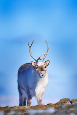 Svalbard 'da kış. Vahşi ren geyikleri, Rangifer tarandus, karda büyük boynuzları olan, Svalbard, Norveç. Doğadan vahşi yaşam sahnesi.