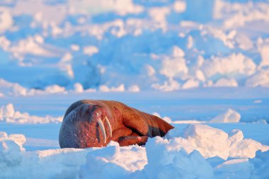 Buzun üzerinde yatan deniz aygırı, beyaz buzlu mavi sudan süzülür. Svalbard, Norveç. Büyük hayvanlarla kış manzarası.