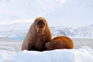 Deniz aygırı, Odobenus Rosmarus, Norveç, Svalbard ve beyaz buzlu mavi sudan dışarı çıkın. Anne ve yavrusu. Dişi deniz aygırı. Büyük hayvanlarla kışın kutup manzarası.