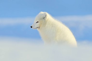 Kutup tilkisi, karda güzel bir hayvan. Koşan kutup tilkisi. Doğadan vahşi yaşam sahnesi, Vulpes lagopus, doğal yaşam ortamında, Svalbard, Norveç.