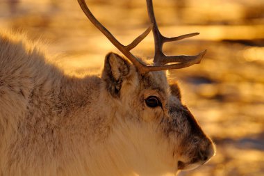 Kuzey Kutbu detayı. Ren geyikleriyle alacakaranlık manzarası. Vahşi ren geyikleri, Rangifer tarandus, karda büyük boynuzları olan, Svalbard, Norveç. Kayalık dağda Svalbard geyiği. Doğadan vahşi yaşam sahnesi, portakal rengi kış günbatımı.