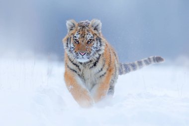Kaplan, Rusya 'da soğuk kış mevsimi. Vahşi Amur kedisiyle kar taneleri. Kaplan karı vahşi kış doğasında koşar. Sibirya kaplanı, Panthera tigris altaica. Tehlikeli hayvanlarla aksiyon sahnesi. 