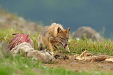 Koyun leşli çakal. Bulgaristan yaban hayatı, Balkanlar Avrupa 'da. Altın Çakal, Canis Aureus, çayırda beslenme sahnesi, Doğu Rhodopes. Vahşi köpek davranışları sahnesi. Dağ hayvanı yaşam alanında.