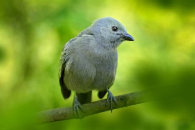 Palm Tanager, Thraupis palmarum, Kosta Rika 'daki yeşil orman habitatındaki kuş. Koyu yeşil orman, doğal yaşam alanı. Tropikal ormandan vahşi yaşam sahnesi.