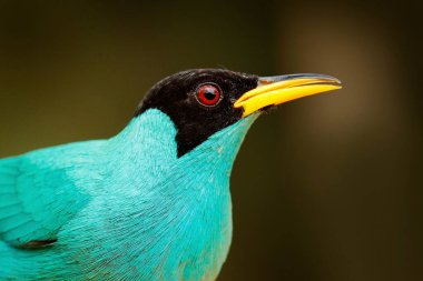 Egzotik kuş, ayrıntılı portre. Yeşil Honeycreeper, Chlorophanes spiza, Kosta Rika 'dan gelen egzotik tropikal malakit yeşil ve mavi kuş. Tropikal ormandan tango. Vahşi yaşam sahnesi, habitattaki kuş..
