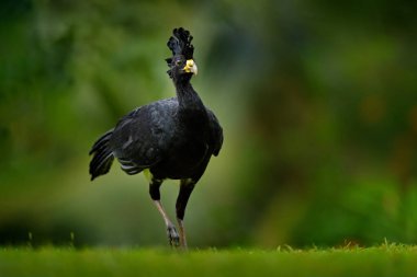 Kara orman kuşu. Büyük Curassow, Crax Rubra, Kosta Rika 'da sarı gagalı büyük siyah kuş. Tropik ormandan vahşi yaşam sahnesi. Yeşil çimlerde kahverengi kuş, tropik doğa. 