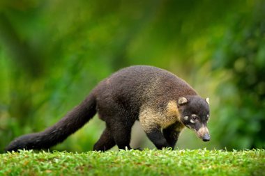 Beyaz burunlu Koati, Nasua naritası, yeşil çim habitatı Ulusal Park Manuel Antonio, Kosta Rika. Ormandaki hayvanlar. Doğadaki memeliler. Kosta Rika 'dan gelen hayvanlar. Çok uzun kuyruk.