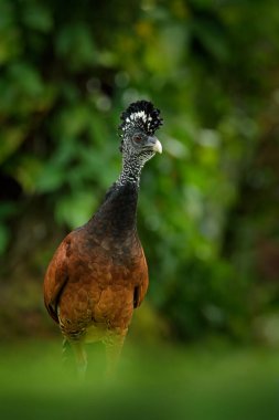 Büyük Curassow, Crax Rubra, Kosta Rika 'da sarı gagalı büyük siyah kuş. Tropik ormandan vahşi yaşam sahnesi. Yeşil çimenlikteki kahverengi kuş, tropik doğa. Orman kuşu.