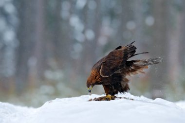 Karda Altın Kartal ve Tavşan öldürüldü, Ormanda kış boyunca kar. Doğadaki kuş yuvası. Hayvan besleme davranışı.