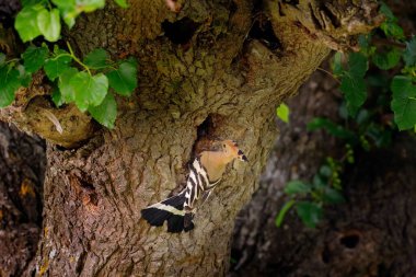 Hoopoe, Upupa, ağaçta oturan, turuncu armalı bir kuş, Bulgaristan. Doğadan vahşi yaşam yaz sahnesi. Kuşlarla dolu güzel bir yaşam alanı.