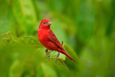 Yeşil bitki örtüsünde kırmızı tanjant. Büyük palmiyeli kuş. Summer Tanager, Piranga Rubra, doğadaki kırmızı kuş. Büyük yeşil palmiye ağacında duran tanjant. Doğal yaşamdan vahşi yaşam sahnesi