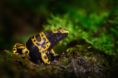 Dart kurbağası doğanın doğal ortamında. Orta Peru ve Brezilya 'dan tehlikeli kurbağa dendrobates. Güzel mavi ve kırmızı amfibi yeşil bitki örtüsü, tropik orman.
