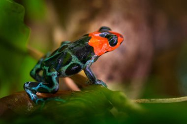 Dart kurbağası doğanın doğal ortamında. Orta Peru ve Brezilya 'dan tehlikeli kurbağa dendrobates. Güzel mavi ve kırmızı amfibi yeşil bitki örtüsü, tropik orman.